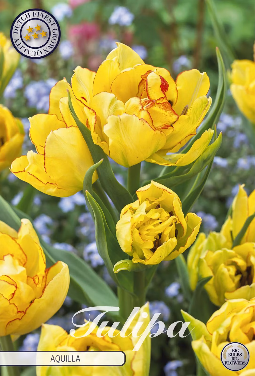 Tulipano Aquilla (7 bulbi) | Bulbi di tulipano di Sam van Schooten