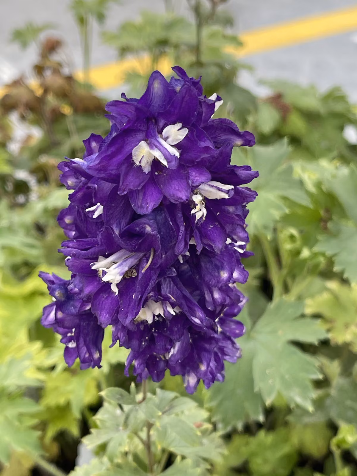 6 x Delphinium (p) 'King Arthur' - Delphinium in vaso 9 x 9 cm