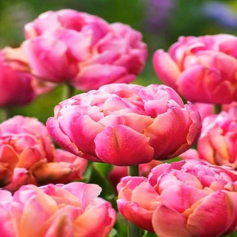 Tulipani Bulbi di fiori Bulbi di fiori Tulipani di rosa Cameo 5 pz.