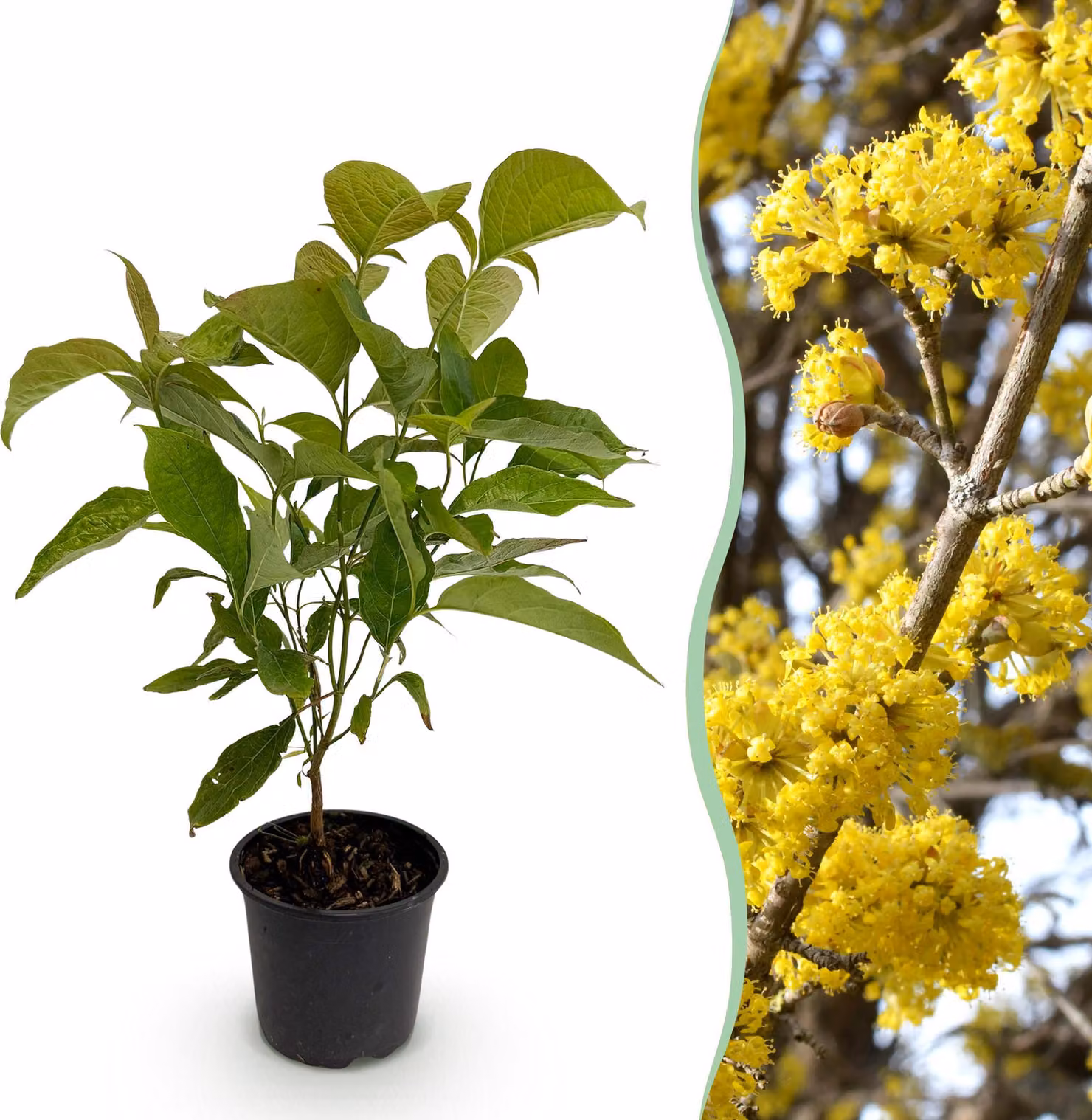 Cornus mas - Fiore giallo - Deciduo - Bassa manutenzione - 25-35cm - Ø12cm - Pianta da giardino