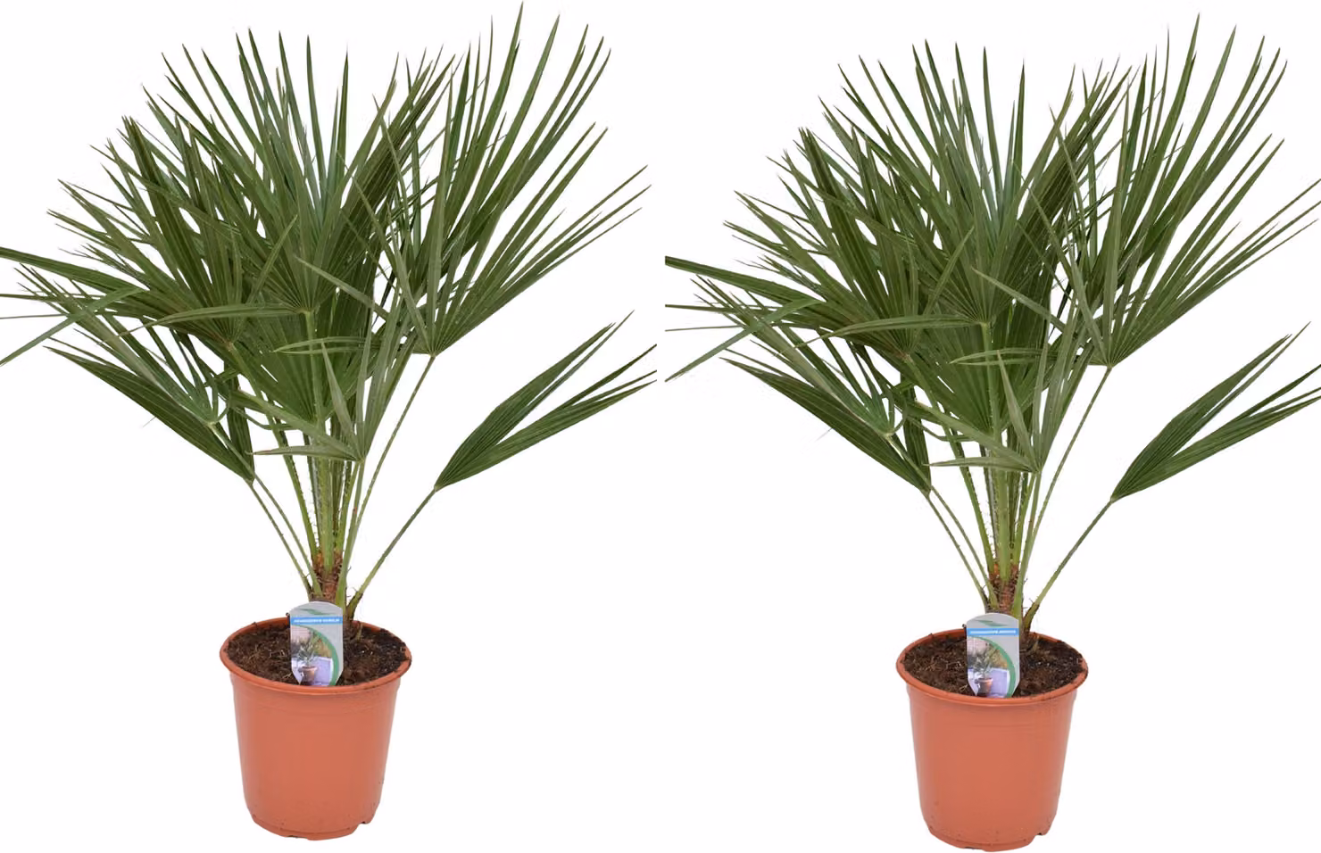 set di 2 palme nane resistenti 70-90 cm Chamaerops humilis Una delle specie di palma più tolleranti al freddo in Europa