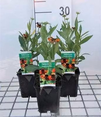 6 x Helenium hybr. 'Kupferzwerg' - Girasole - vaso 9 x 9 cm