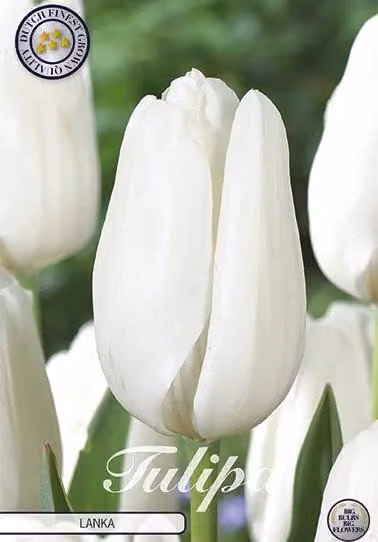Tulipano Lanka (7 pezzi) | Bulbi di tulipano di Sam van Schooten