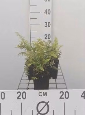 6 x Polystichum setiferum - Felce a scudo soffice - vaso 9 x 9 cm