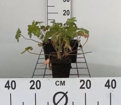6 x Geranium macr. 'Spessart' - Cranesbill - vaso 9 x 9 cm