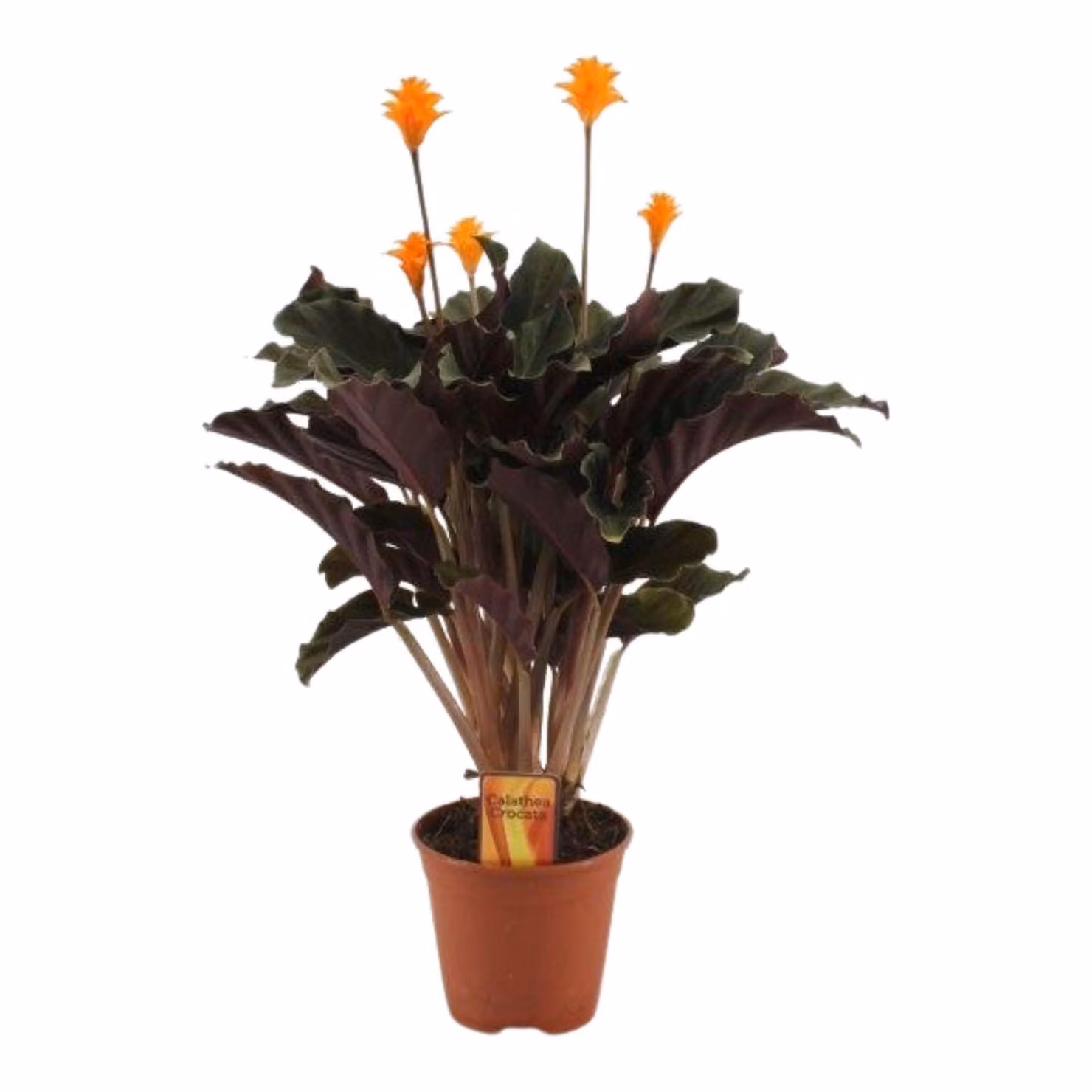 Calathea Crocata ca. 40 cm - pianta d'appartamento - cesto marant - pianta verde - purificante dell'aria - adatta agli animali domestici - adatta agli interni