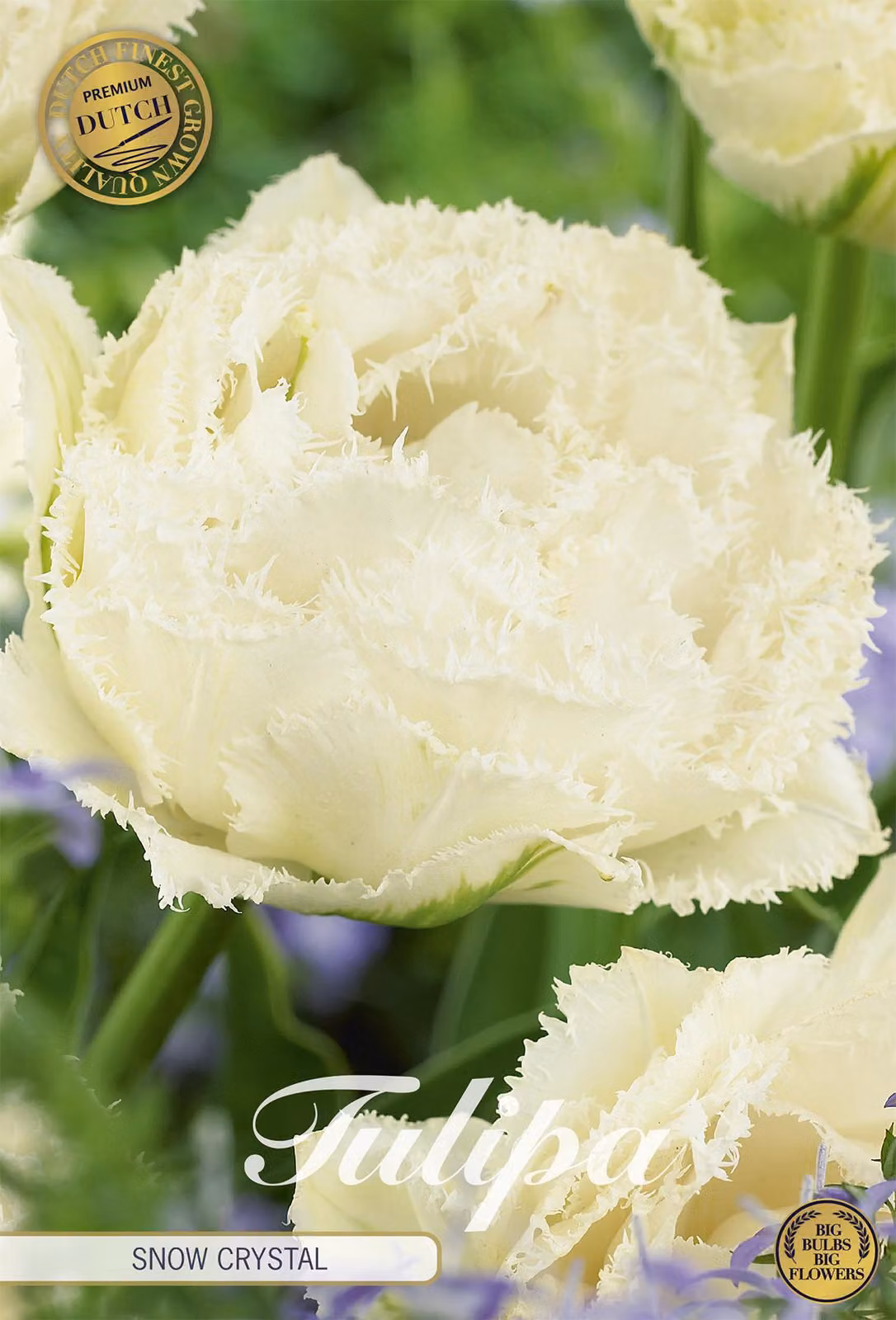Tulipano Snow Crystal (7 bulbi) | Bulbi di tulipano di Sam van Schooten