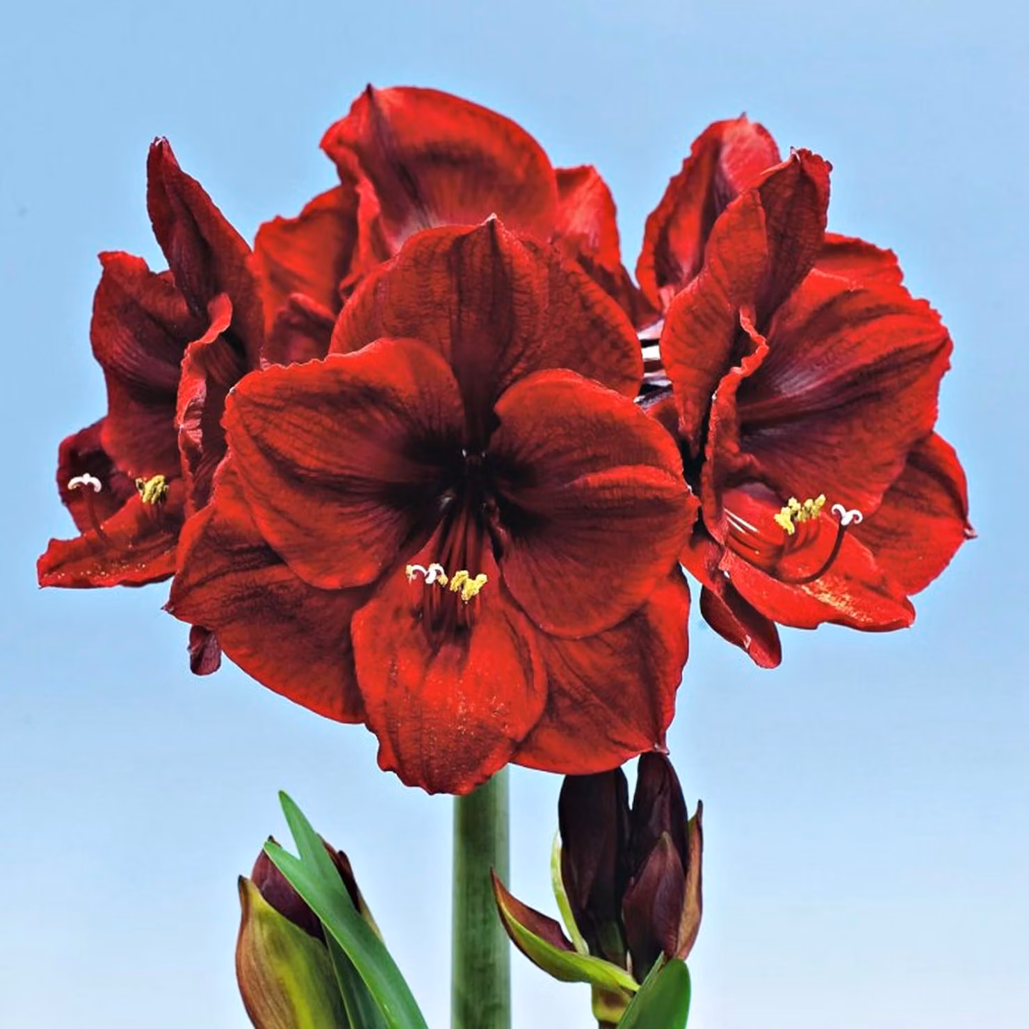 Hippeastrum Zwartnica Amarylis Benfica 1 pz Bulbi Bulbi di amarilli