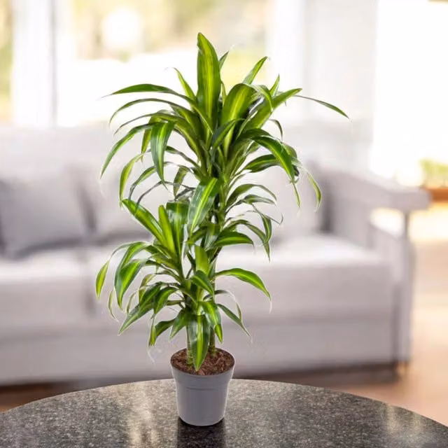 Gardenaria Dracaena fragrans Hawaiian Sunshine - Pianta da interno ornamentale con foliage verde, Altezza: 140 cm