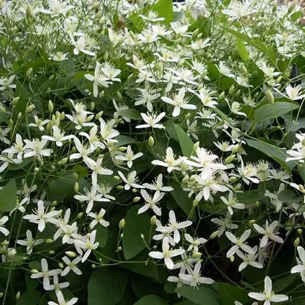 Waldrebe armandii - Clematis armandii 'Snow Bells' | 60-80 cm, in vaso