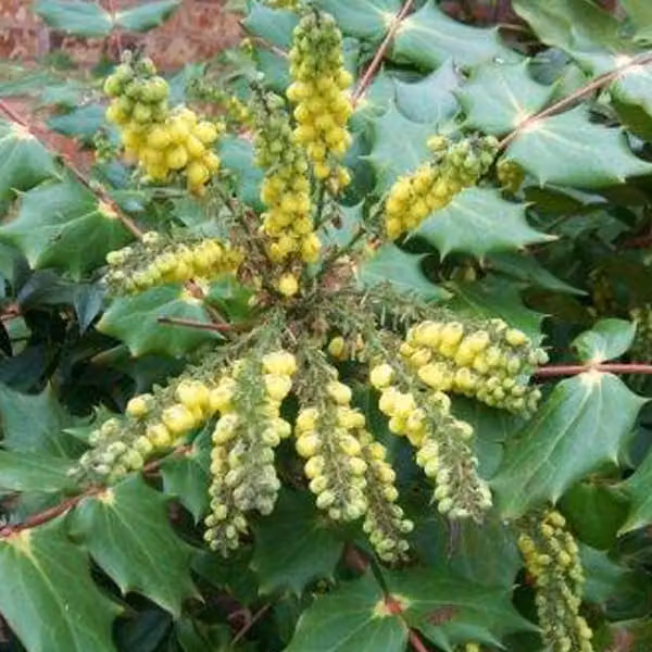 Mahonia - Mahonia japonica 'Hivernant' | 50-60 cm in vaso