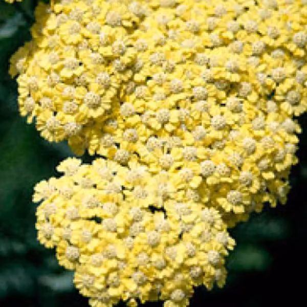 6 piante di Achillea 'Taygetea' | Vaso da 9x9 cm
