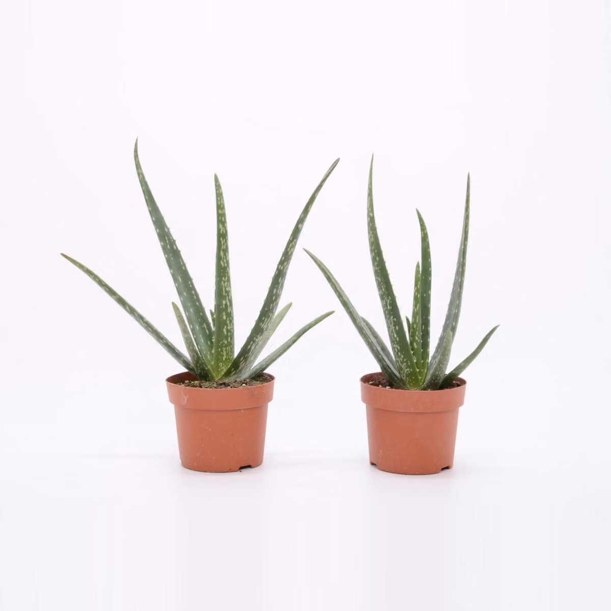 Pianta di aloe vera 25 cm - vera aloe vera - pianta da appartamento
