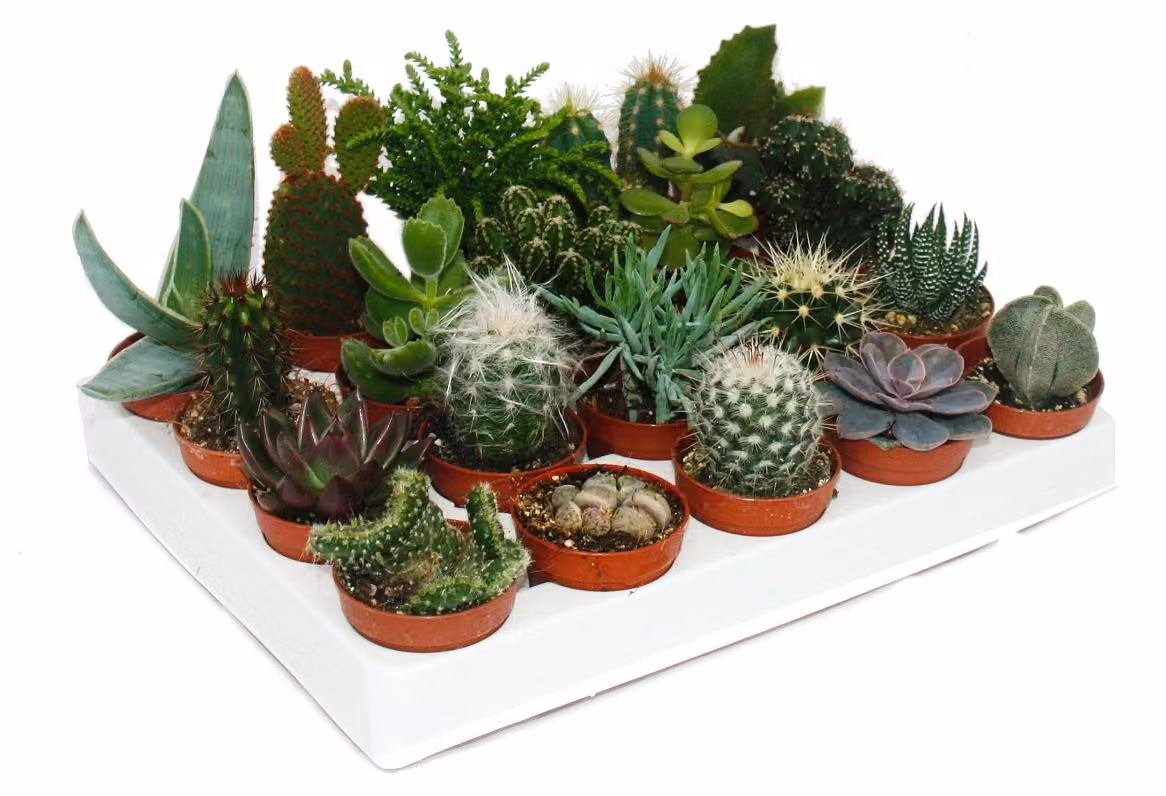 Cactus e piante grasse - Starter Set XXL - 20 piante diverse in un vaso da 5,5 cm