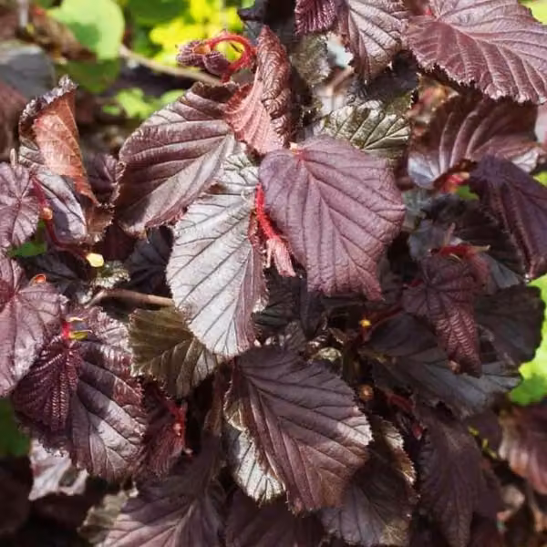Nocciolo – Corylus avellana 'Red Majestic' | 30-40 cm in vaso