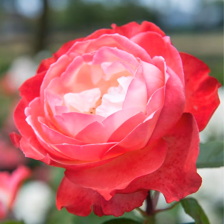 Rosen Pflanzen Rosse e Bianche - 1 pianta - Perenni resistenti al freddo - Vere rose profumate provenienti dall'Olanda - adatte per giardino e vasi (non semi, non artificiali)