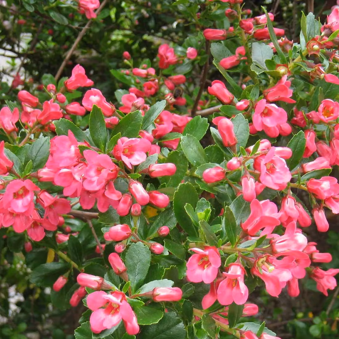 2 piante di *Escallonia* 'Donard Seedling', altezza 40-50 cm, in vaso