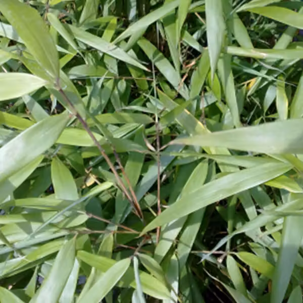 Bambù - Fargesia scabrida 'Asian Wonder' | 60-80 cm in vaso