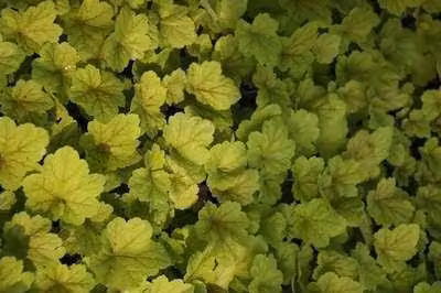 6 x Heuchera hybr. 'Electra' - Campanula viola - vaso 9 x 9 cm