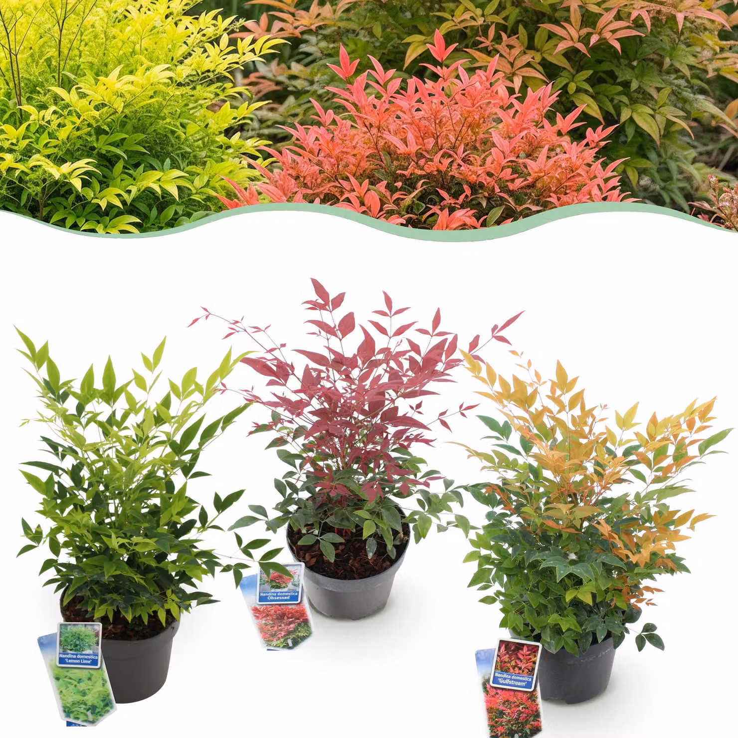 Nandina Tricolore - Giallo, rosso e arancione - 3 piante - Sempreverde - Bassa manutenzione - 35-45cm - Ø17cm - Pianta da giardino
