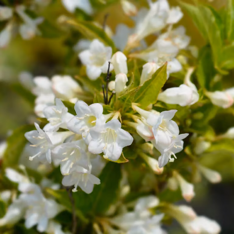 Weigela florida Bristol Snowflake 2L