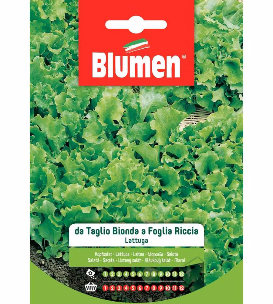 Blumen Semi Lattuga da Taglio Bionda Foglia Riccia Verde-Biondo 1 Unità