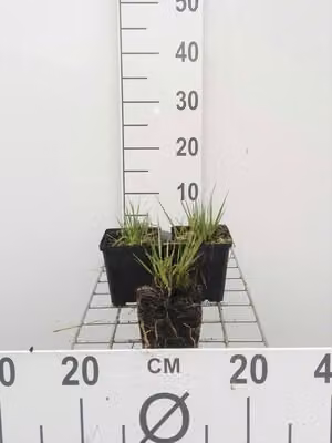 6 x Molinia caer. 'Moorhexe' - Pfeifengras - Topf 9 x 9 cm
