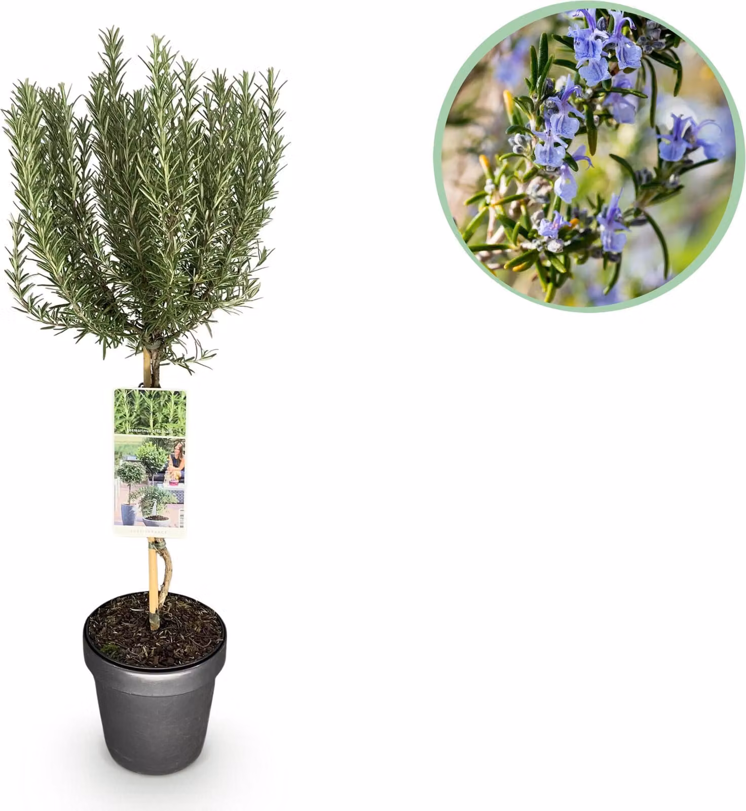 Rosmarinus officinalis - Pianta da terrazzo - Sempreverde - Fiore viola - 80-90cm - Ø19cm - Pianta da giardino