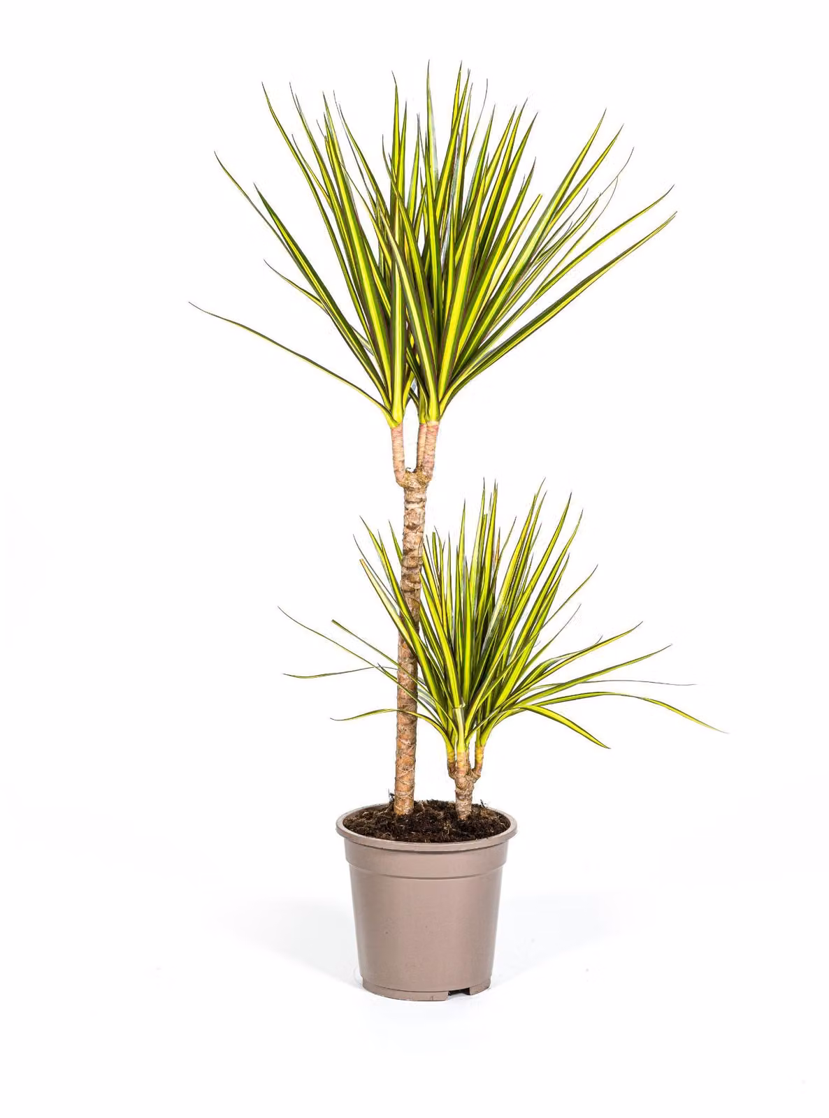 Albero prezioso - Dracaena marginata 'Sunray' - Sunray - alto 80-100cm