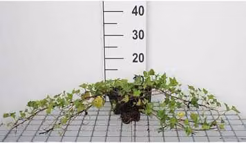 12 x Hedera helix 'Shamrock' - Edera 'Shamrock' - Vaso 9 cm x 9 cm