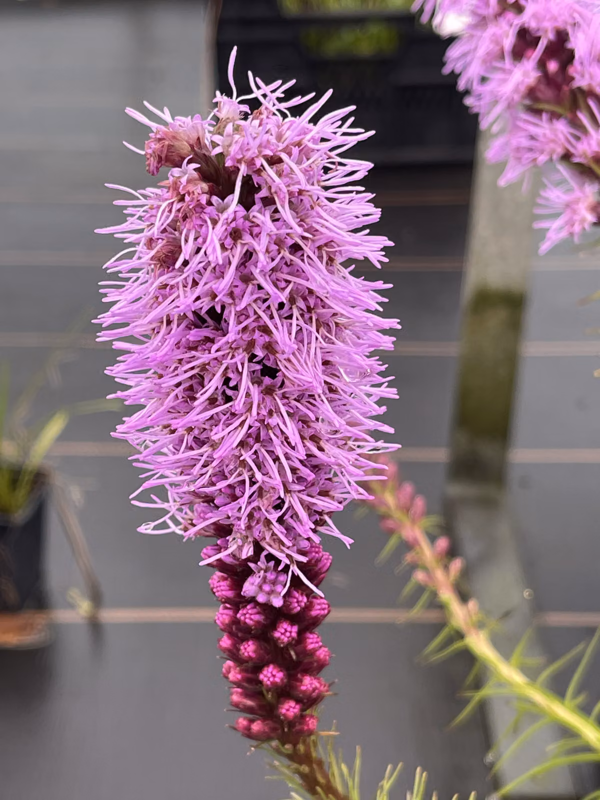 Liatris spicata - splendida clefthoof in vaso 9 x 9 cm