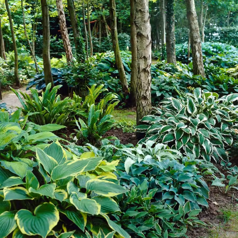 Piante del genere Hosta - 5 piante - Perenni, resistenti al freddo - Collezione di hosta per il giardino - Mix di 5 ibridi in 5 varietà diverse - Piante provenienti dai Paesi Bassi (non semi, né bulbi, e non prodotti artificialmente)
