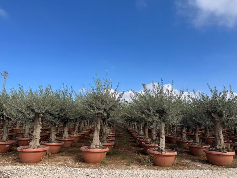 Sunny Tree - Olea Europea - olivo resistente - 180 cm in vaso - olivo di 45 anni - fruttifero - sempreverde - resistente fino a -18
