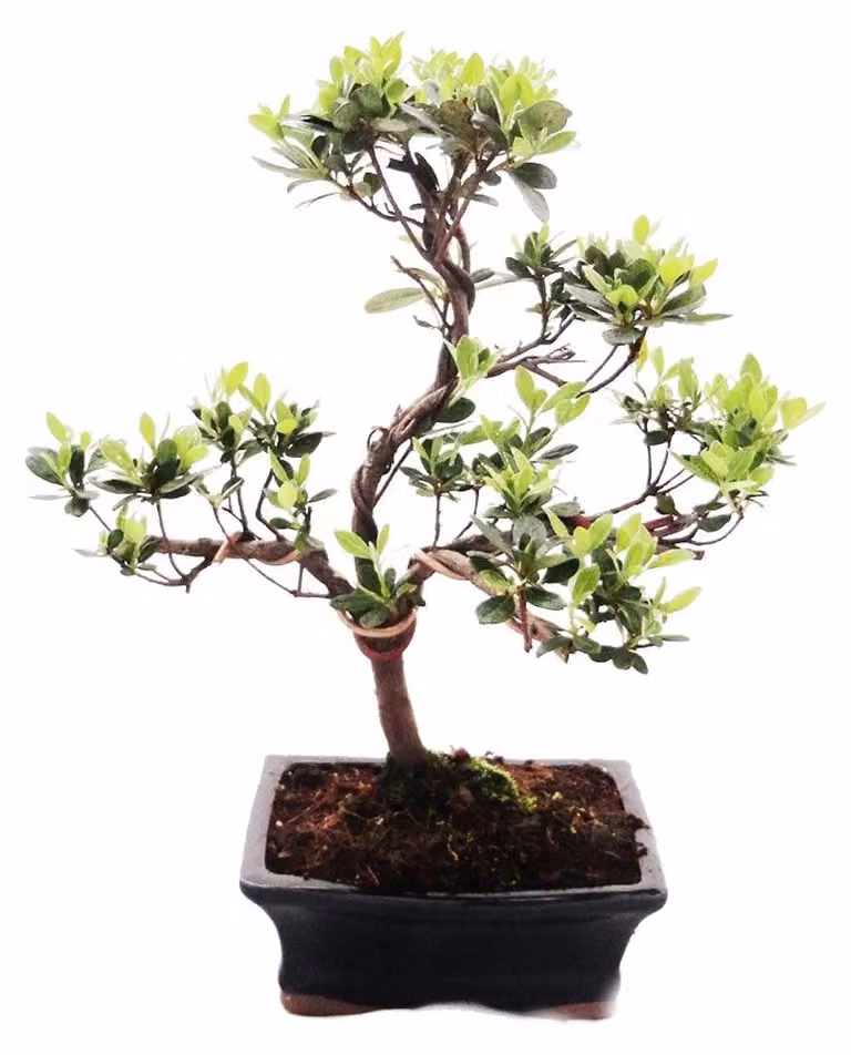 Bonsai da esterno Rhododendron simsii - Azalea 15cm