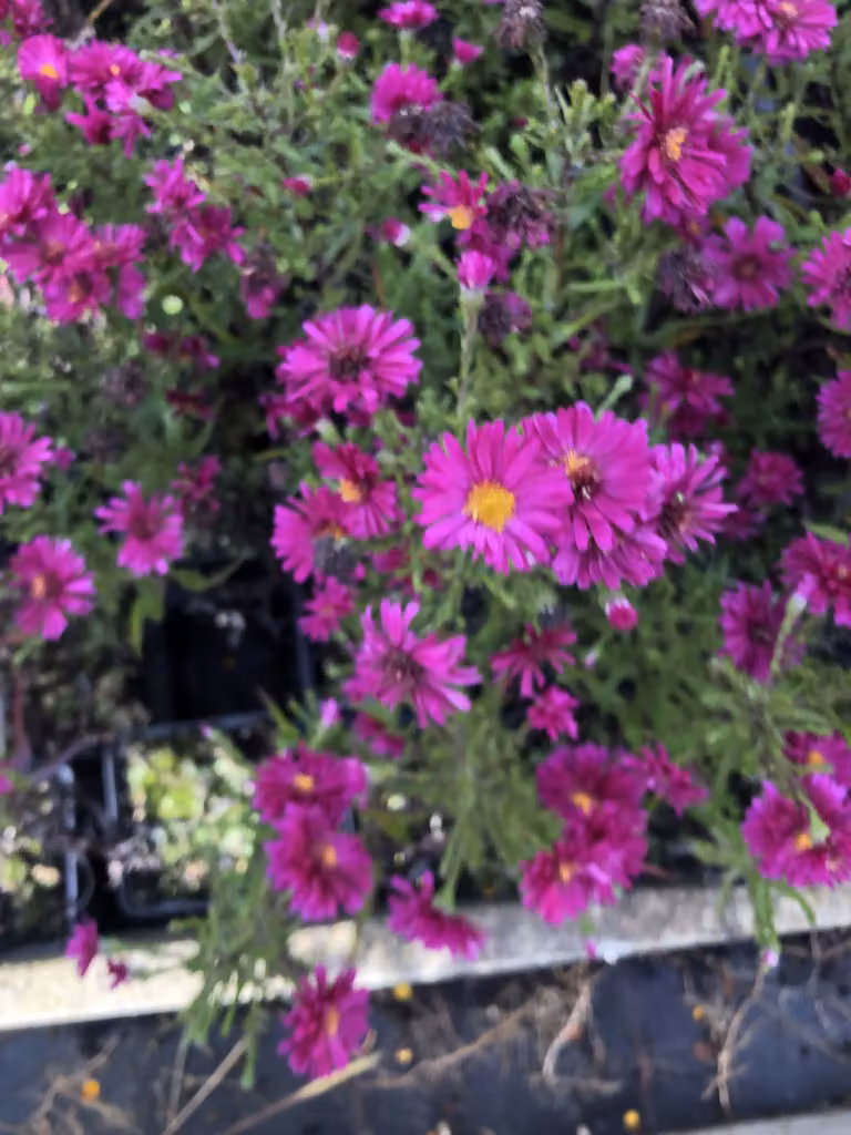 6 x Aster novi-belgii 'Royal Ruby' - Astro erbaceo di 9x9 cm