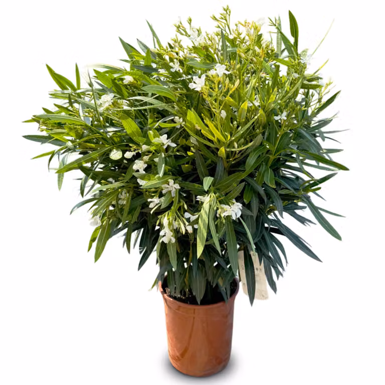 Sunny Tree - Pianta - Oleandro - Nerium Oleander - Altezza 140-160 cm - Colore bianco - Pianta da esterno