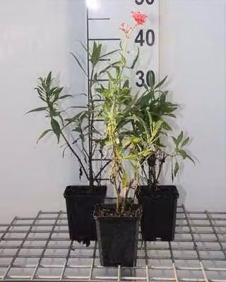 6 x Centranthus ruber 'Coccineus' - euforbia da fiore - vaso 9 x 9 cm
