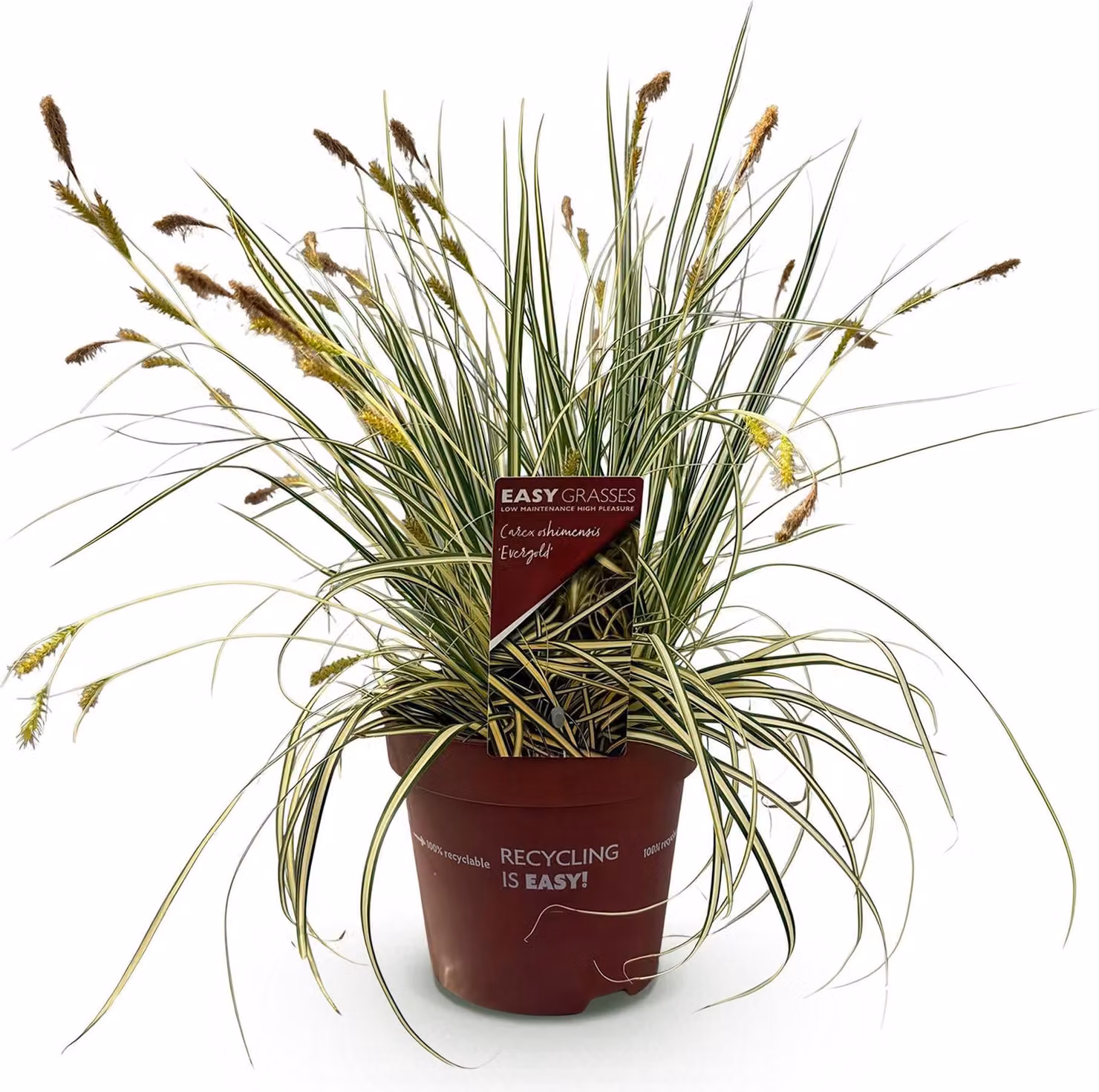 Erba ornamentale Carex oshimensis Evergold - Foglie variegate giallo-verdi