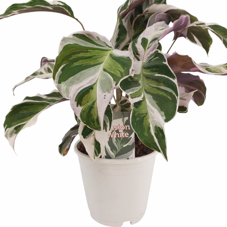 Calathea Fusion White 40 cm - Cesto marante - Pianta verde - Pianta da appartamento - Pianta da preghiera - Pianta ornamentale foliare