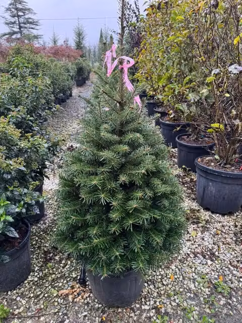 Abete Normandiano Abies nordmanniana Vivaio Garden Forest per giardino ornamentale H: 100 cm