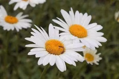 6 x Leucanthemum (s) 'Becky' - Marguerite - vaso 9 x 9 cm