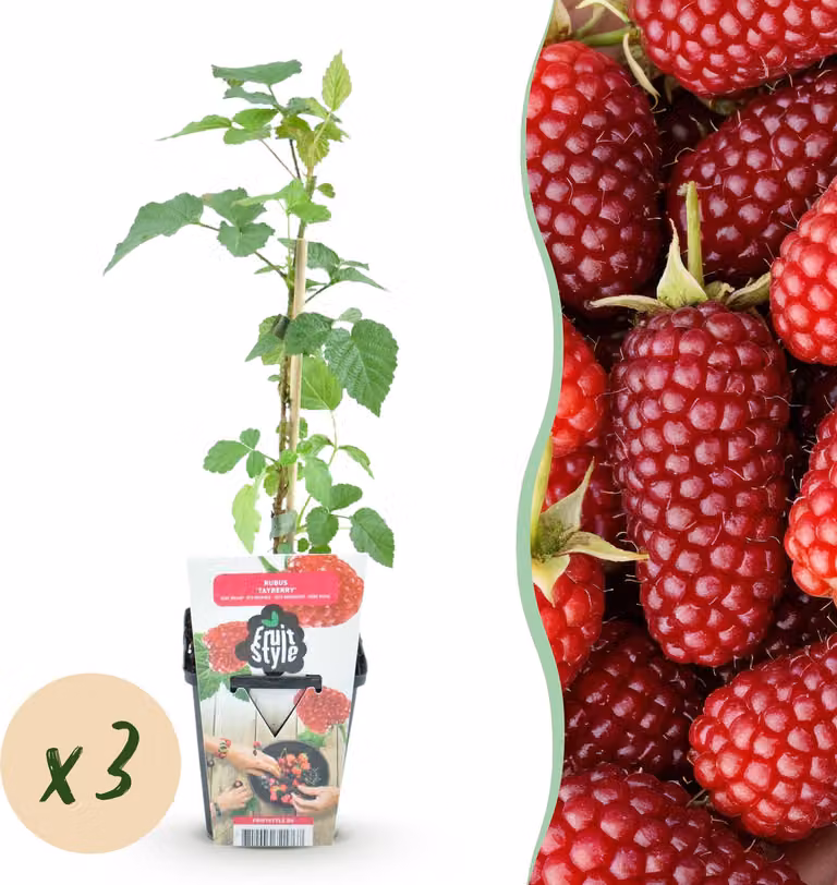 Bacche di tayberry - Rubus Tayberry - Difficile da coltivare - 3 piante - 15-25cm - Ø9cm - Pianta da giardino