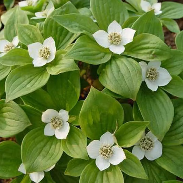 2 piante di Cornus alba 'sibirica' (Hartriegel), alte 60-80 cm, in vaso