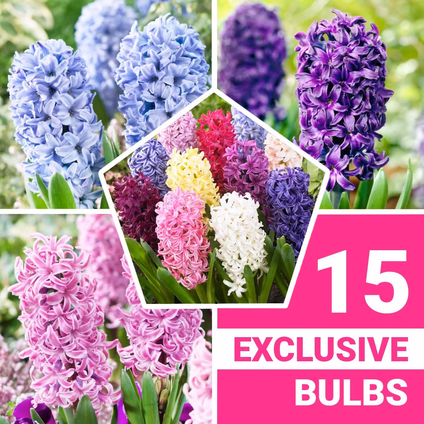 Bulbi di giacinto, resistenti al freddo invernale, perenni - Mix orientale - 15 bulbi - Bulbi profumati - 3 colori - Piante provenienti dall'Olanda - Adatti per giardino, vaso o terrario (bulbi di grandi dimensioni, senza semi)