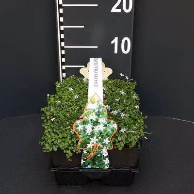 6 x Isotoma fluviatilis ('Dark Blue') - Isotoma - vaso 9 x 9 cm