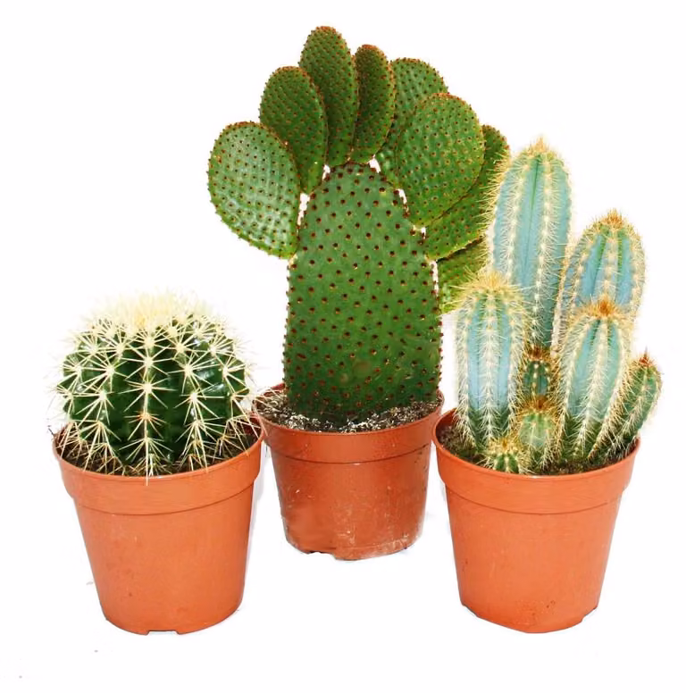 3 diversi cactus più grandi in un set, vaso da 12 cm, altezza circa 15-28 cm