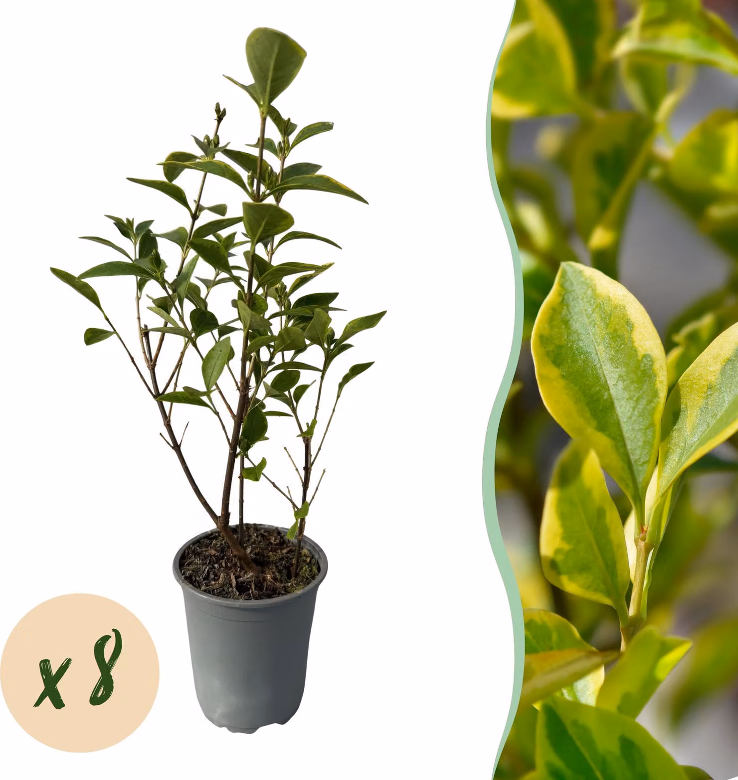 Ligustrum ovalifolium Aureum - foglie giallo-verde - 8 piante - 1 metro lineare - sempreverde - Aia piante - 30-40cm - Ø10cm - Pianta da giardino