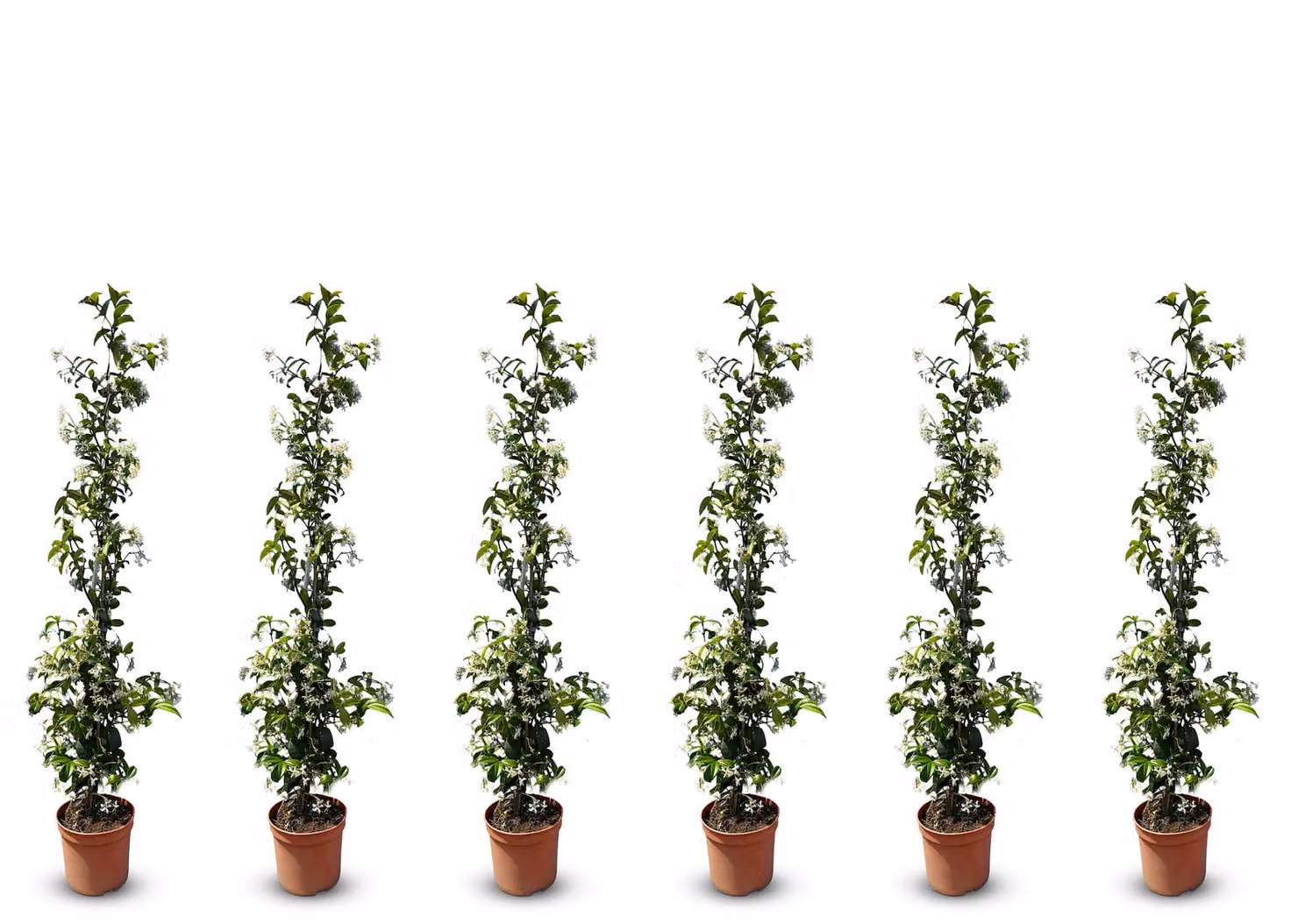 Sunny Tree - Gelsomino toscano - Rampicante - 6 pz - Pianta da esterno - Resistente a -18 - Trachelospermum Jasminoides - 120 cm