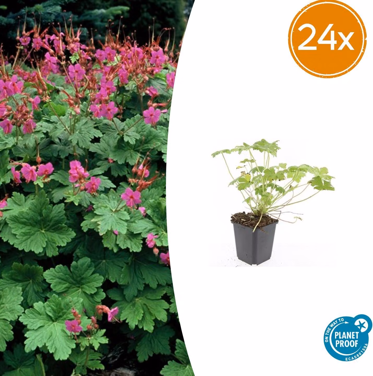 Geranium macr. 'Czakor' | 24 pezzi - 10-25cm - Ø9cm - Pianta da giardino