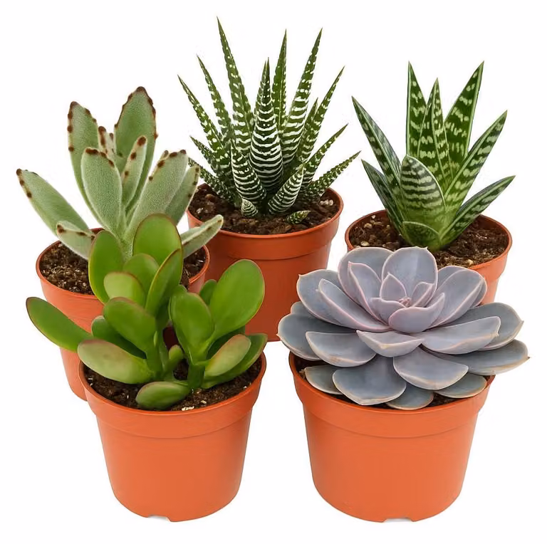 5 diverse piante grasse di medie dimensioni in un set di vasi da 8,5 cm - molto facili da curare